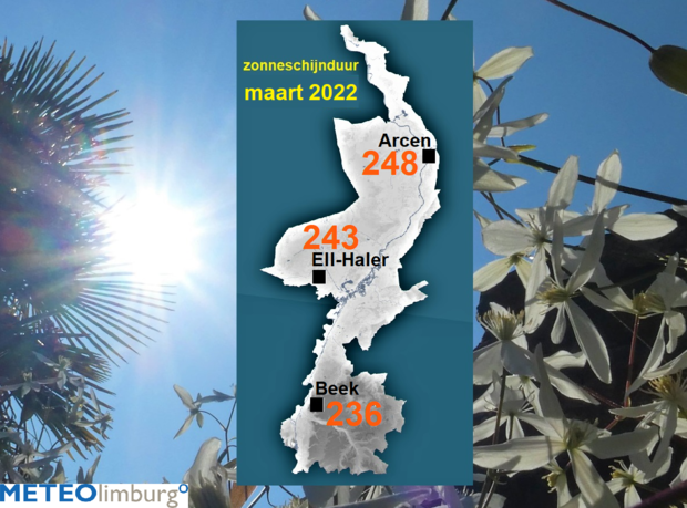 Bloeiende Clematis in de zon te Echt op 24 maart 2022. Foto: Piet Vinken